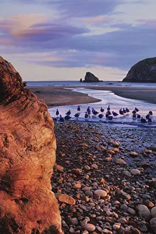 Prints of USA, Oregon. Sunset on driftwood and seagulls at Harris Beach State Park Images Dated 2020 May: USA, Oregon. Sunset on driftwood and seagulls at Harris Beach State Park