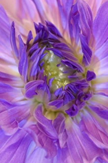 Images Dated 28th August 2006: USA, Oregon, Swan Island, Purple dahlia Close-up