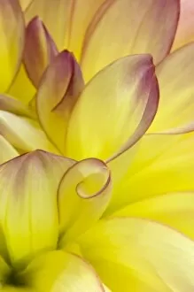 USA, Oregon, Swan Island, Yellow Dahlia Close-up. Credit as: Nancy Rotenberg / Jaynes
