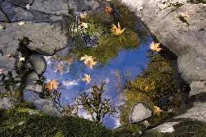 Sweet Creek Prints: USA, Oregon, Sweet Creek. Bright blue sky and trees reflect in a small pool near Sweet Creek