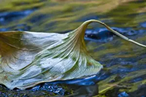 USA, Oregon, Sweet Creek. Leaf floats in the creek in summer