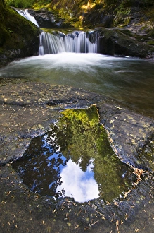 Nancy Rotenberg Prints: USA, Oregon, Sweet Creek. Trees and clouds reflect in Puddle