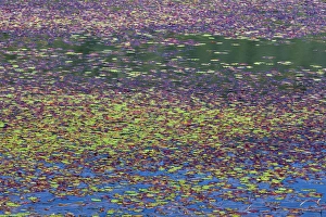 Duck Weed Prints: USA, Oregon, Tahkenitch Lake. Abstract of duck weed on lake