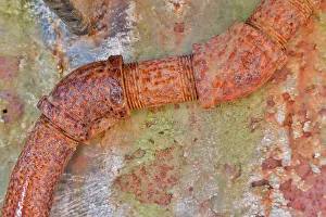 Rusted Prints: USA, Oregon, Tillamook. Old rusted vehicle close-ups with peeling paint truck details