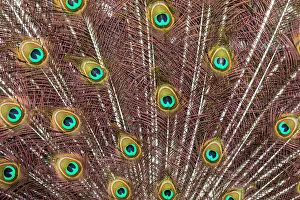 Images Dated 13th June 2022: USA, Oregon, Tillamook. Peacock displaying tail feathers