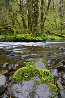 Images Dated 19th April 2014: USA, Oregon, Tillamook State Forest. Scenic of Wilson River