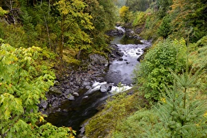 Images Dated 26th September 2014: USA, Oregon, Tillamook State Forest. Wilson River landscape