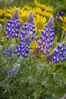 Images Dated 13th April 2016: USA, Oregon, Tom McCall Nature Conservancy. Balsamroot and lupine flowers close-up