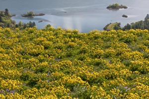 Balsamroot Prints: USA, Oregon, Tom McCall Nature Conservancy. Fields of wildflowers and the Columbia River