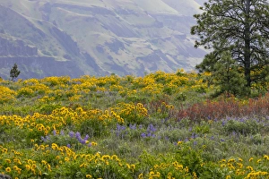 Images Dated 13th April 2016: USA, Oregon, Tom McCall Nature Conservancy. Balsamroot and lupine flowers in meadow