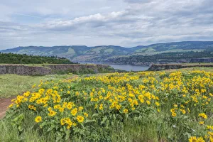 Images Dated 1st May 2019: USA, Oregon. Tom McCall Nature Preserve, Rowena Plateau wildflowers