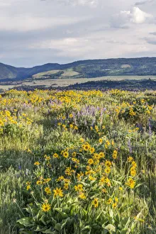 Images Dated 1st May 2019: USA, Oregon. Tom McCall Nature Preserve, Rowena Plateau wildflowers