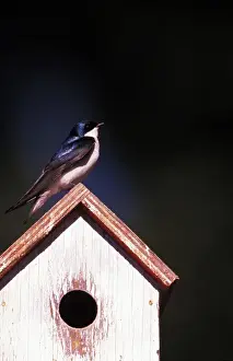 Birdhouse Prints: USA, Oregon. Tree swallow (Tachycineta bicolor) at backyard nesting box