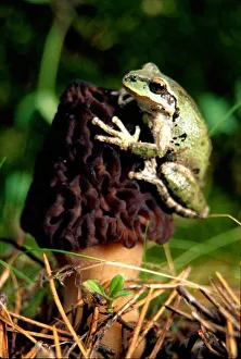 Hang Prints: USA, Oregon, Treefrog