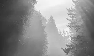 Pine Prints: USA, Oregon. Trees in morning fog
