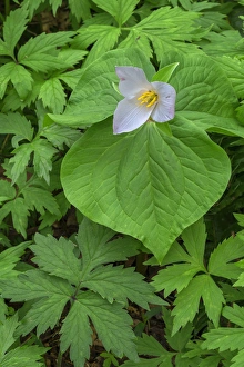 Images Dated 25th March 2016: USA, Oregon, Tryon Creek State Natural Area, Western Trillium (Trillium ovatum) in