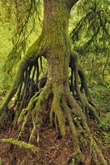 Stump Prints: USA, Oregon, Tryon Creek State Park