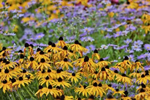 Hoya Rebecca Prints: USA, Oregon, Tualatin. Garden with Dark-eyed Susan yellow flowers with small blue daisies