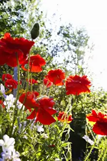 Fragrant Prints: USA, Oregon, USA - Low angle view of beautiful red flowers in a garden setting