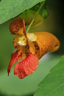Images Dated 13th August 2011: USA, Oregon, USA, Oregon. Close-up of jewelweed flower