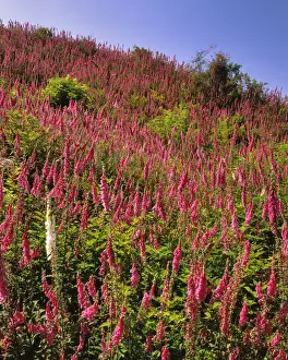Clatsop County Prints: USA, Oregon, USA, Oregon. Hillside of foxglove in Clatsop County