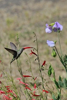 Images Dated 18th June 2015: USA, Oregon, USA, Oregon, Portland. Hummingbird feeding on salvia flower. Credit as