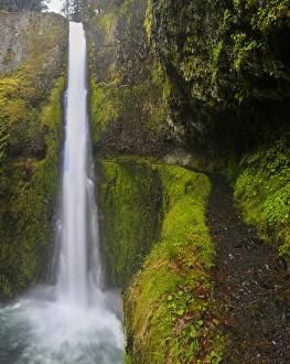 Images Dated 18th April 2012: USA, Oregon. Top to bottom view of 130 ft Tunnel Falls on Eagle Creek, with trail