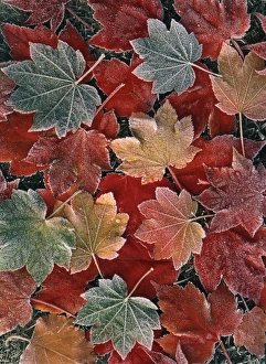 Fallen Prints: USA, Oregon, View of autumn maple leaves, close up