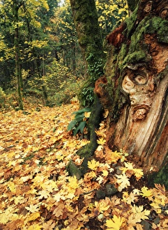 Redleaf Prints: USA, Oregon, View of autumn maple leaves at Columbia Gorge National Scenic Area