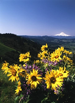 Snowcapped Prints: USA, Oregon, View of Blue-pod lupine and Arrowleaf balsamroot at Mt. Hood