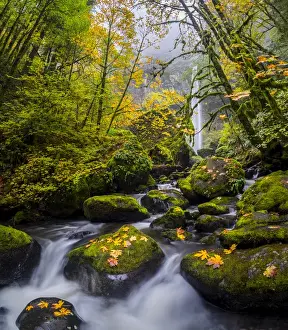Images Dated 4th November 2015: USA, Oregon. View from below Elowah Falls on McCord Creek in autumn in the Columbia Gorge