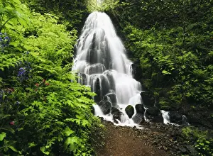 Delphinium Prints: USA, Oregon, View of fairy falls and wildflowers at Columbia River Gorge
