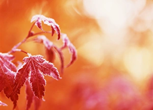 Focus On Foreground Prints: USA, Oregon, View of frost Japanese maple leaf, close-up