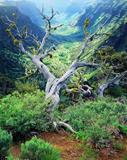 Scott T Smith Prints: USA, Oregon, View of Steens mountain at Little Blitzen River Gorge