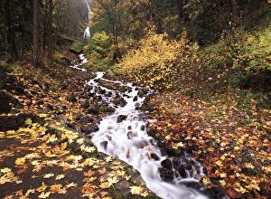 Redleaf Prints: USA, Oregon, View of Wahkeena Falls at Columbia Gorge National Scenic Area