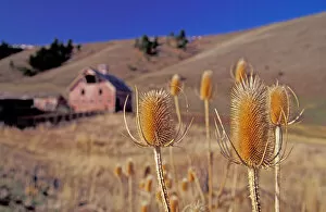 USA, Oregon, Wallowa County, pink barn, dried teasel foreground
