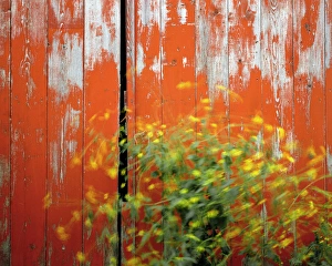 Steve Terrill Prints: USA, Oregon, Wallowa County. Wind blowing wild mustard plant against old red barn