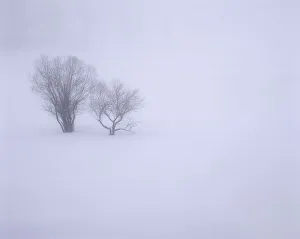 Snowy Prints: USA, Oregon, Wallowa Lake State Park. Winter snow and fog among small trees