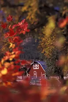 Images Dated 1st September 2009: USA, Oregon, Wallowa Valley. Barn with fall-colored leaves
