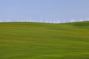 Verdant Prints: USA, Oregon, Wasco. White wind turbines on verdant farm field