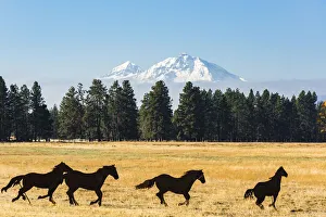 Mustang Prints: USA, Oregon. No Water No Life Expedition, Columbia River Basin, Deschutes River Basin
