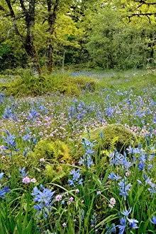 Camas Prints: USA, Oregon, West Linn. Wildflowers in Camassia Natural Area