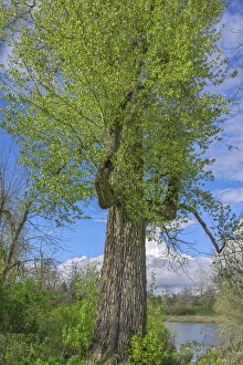 Largest Prints: USA, Oregon, Willamette Mission State Park, Worlds largest black cottonwood