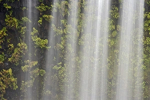 Images Dated 18th October 2008: USA, Oregon, Willamette National Forest. Detail of Koosah Falls and maidenhair ferns