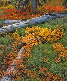 Images Dated 17th January 2013: USA, Oregon, Willamette National Forest. Colorful scenic of wild huckleberry, beargrass