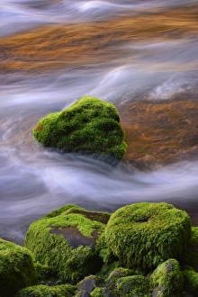 Images Dated 16th February 2015: USA, Oregon, Willamette National Forest. McKenzie River flowing over moss-covered rocks
