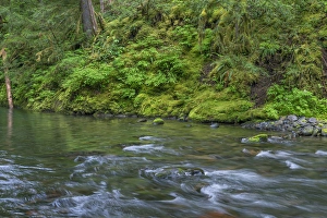 Images Dated 23rd June 2016: USA, Oregon, Willamette National Forest, South Fork Breitenbush River and lush old