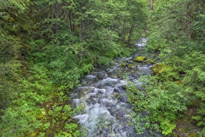 Images Dated 16th June 2016: USA, Oregon, Willamette National Forest, Opal Creek Scenic Recreation Area, Battle
