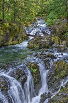 Images Dated 16th June 2016: USA, Oregon, Willamette National Forest