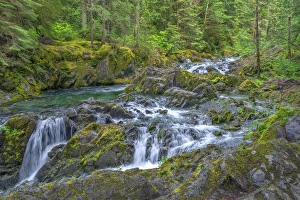Images Dated 16th June 2016: USA, Oregon, Willamette National Forest
